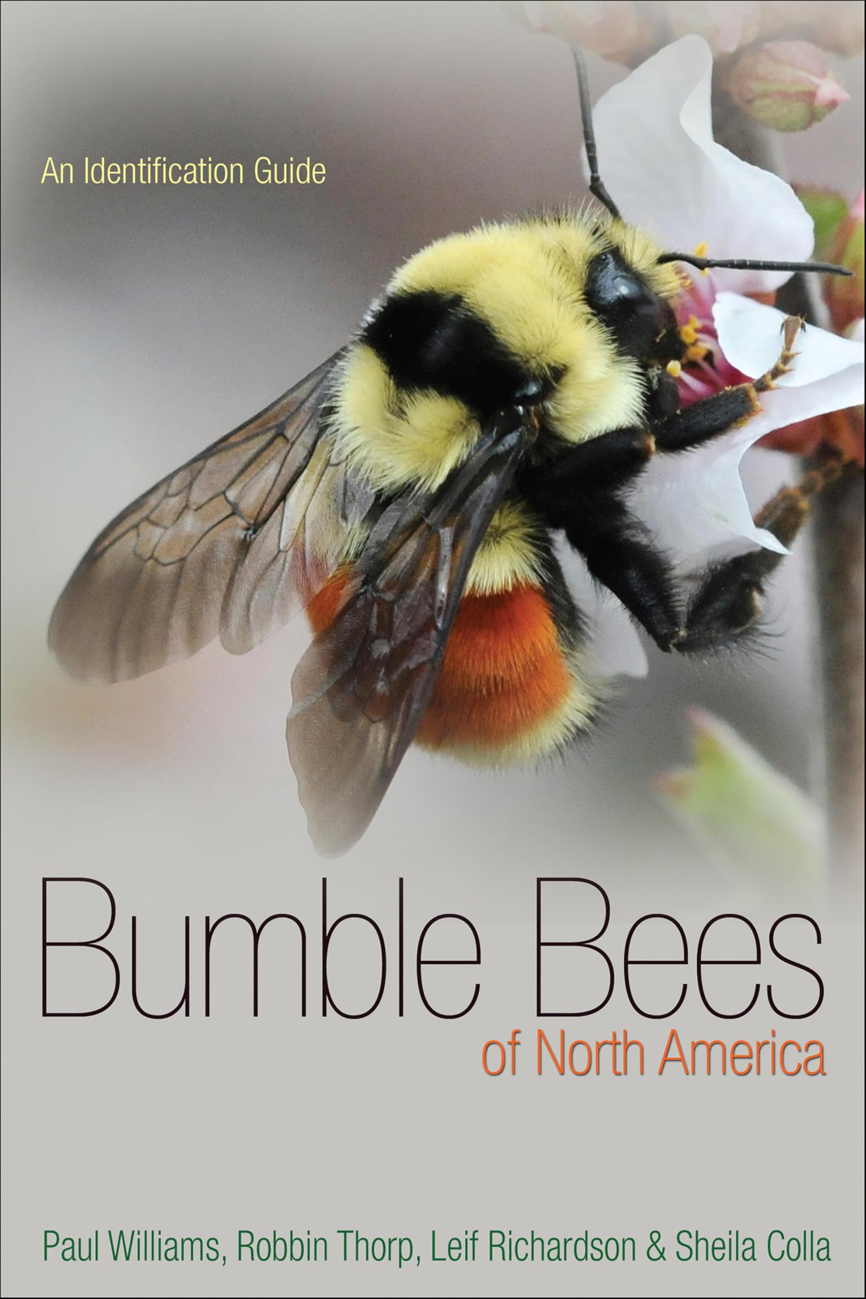Bumble Bees of North America: An Identification Guide (Princeton Field Guides Book 87)